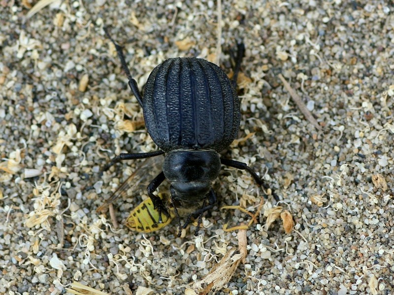 Pimelia bipunctata ssp. papii